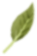 leaf-1