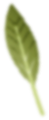 leaf-2