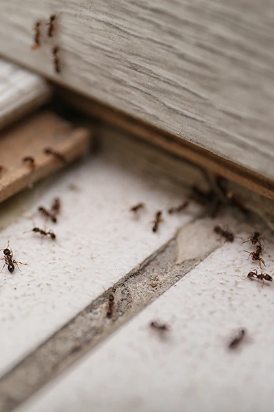 Les fourmis